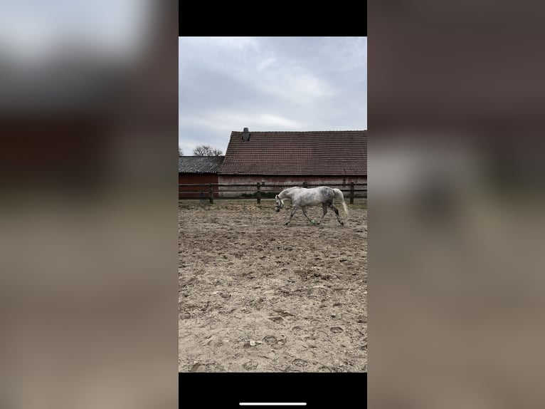 Poney New Forest Hongre 14 Ans 142 cm Gris moucheté in Essen (Oldenburg)