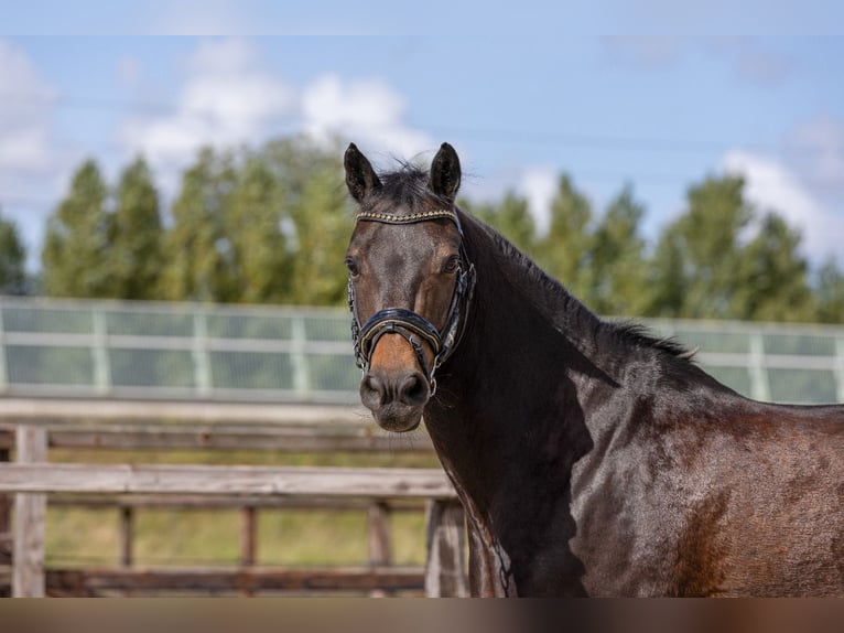 Poney New Forest Hongre 14 Ans 144 cm Bai brun in Nieuw-Vennep