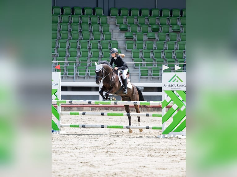 Poney New Forest Hongre 14 Ans 146 cm Bai brun in Kaunas