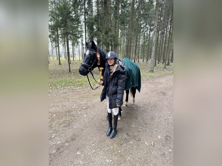 Poney New Forest Hongre 14 Ans 146 cm Bai brun in Kaunas