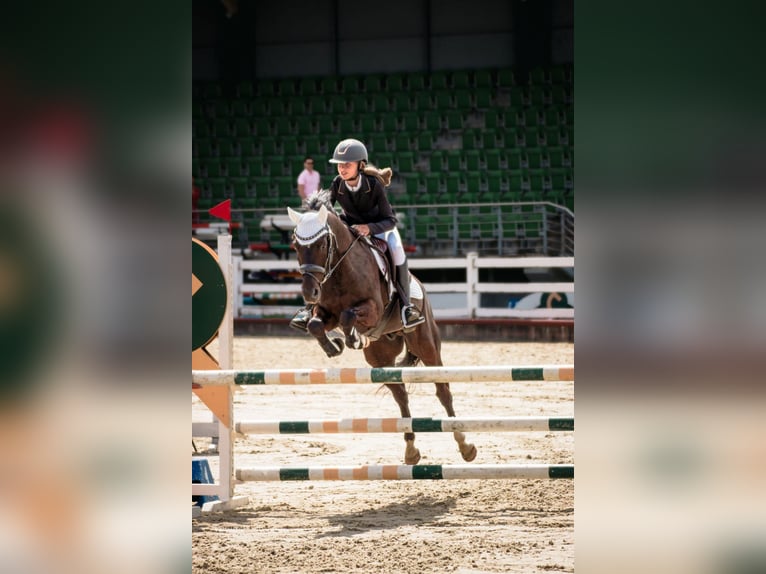 Poney New Forest Hongre 14 Ans 146 cm Bai brun in Kaunas