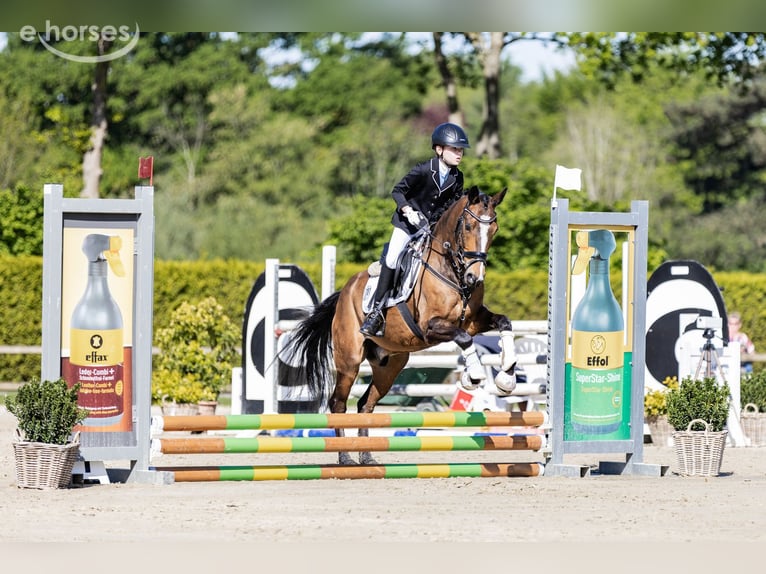 Poney New Forest Hongre 14 Ans 146 cm Bai in Coesfeld