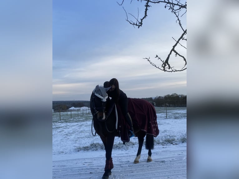 Poney New Forest Hongre 14 Ans 146 cm Noir in Sommerhausen