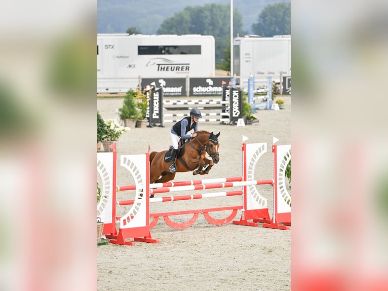 Poney New Forest Hongre 14 Ans 147 cm Alezan in Dorsten