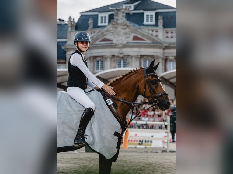 Poney New Forest Hongre 14 Ans 147 cm Alezan in Dorsten