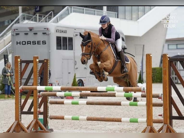 Poney New Forest Hongre 14 Ans 147 cm Alezan in Dorsten
