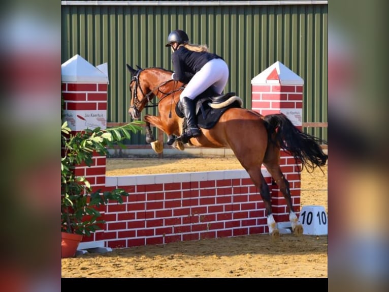 Poney New Forest Hongre 14 Ans 147 cm Bai in Haaksbergen