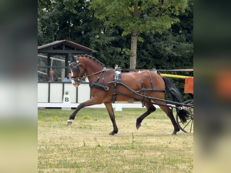 Poney New Forest Hongre 14 Ans 148 cm Bai in Wartenberg
