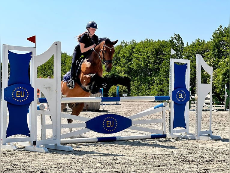 Poney New Forest Hongre 14 Ans 148 cm Bai brun in Arnemuiden