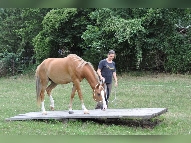 Poney New Forest Hongre 15 Ans 146 cm Alezan in Altenmarkt