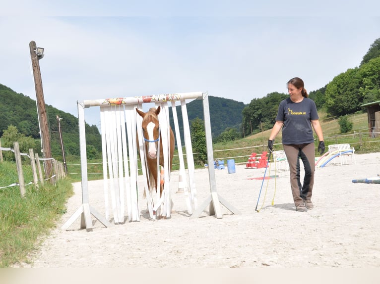 Poney New Forest Hongre 15 Ans 146 cm Alezan in Altenmarkt