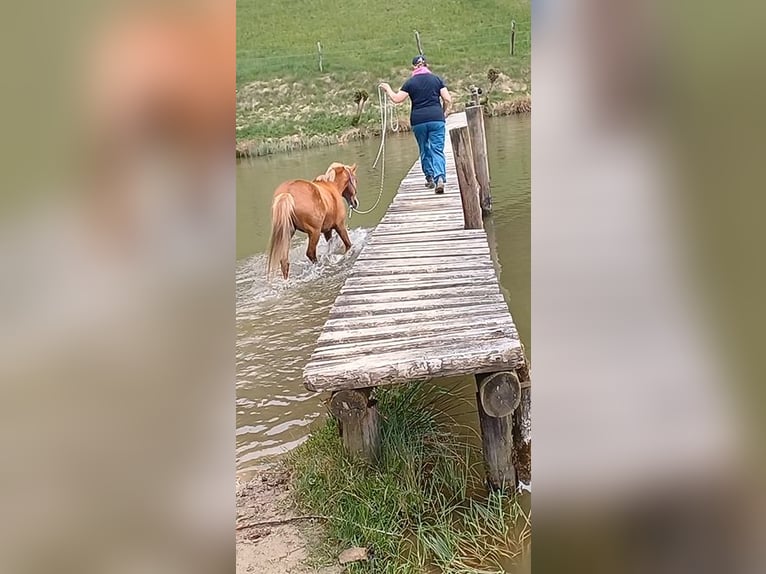 Poney New Forest Hongre 15 Ans 146 cm Alezan in Altenmarkt