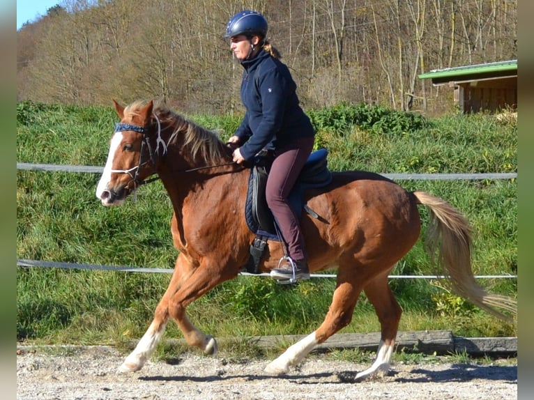 Poney New Forest Hongre 15 Ans 146 cm Alezan in Altenmarkt