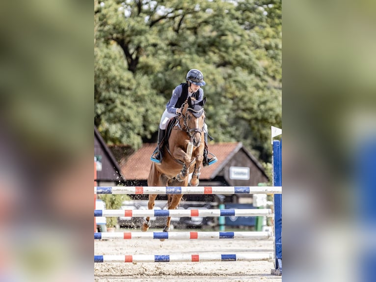 Poney New Forest Hongre 15 Ans 147 cm Alezan in Dorsten