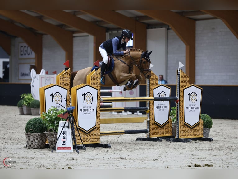 Poney New Forest Hongre 15 Ans 147 cm Alezan in Dorsten