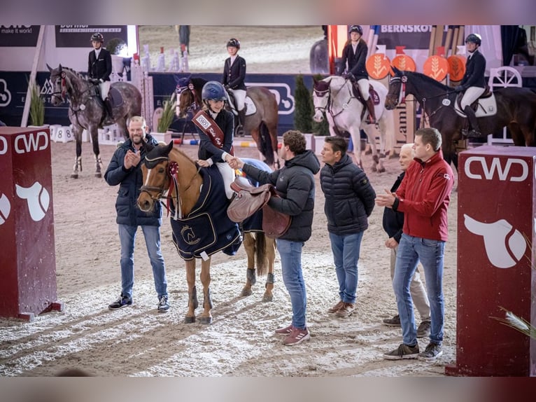 Poney New Forest Hongre 15 Ans 147 cm Alezan in Dorsten