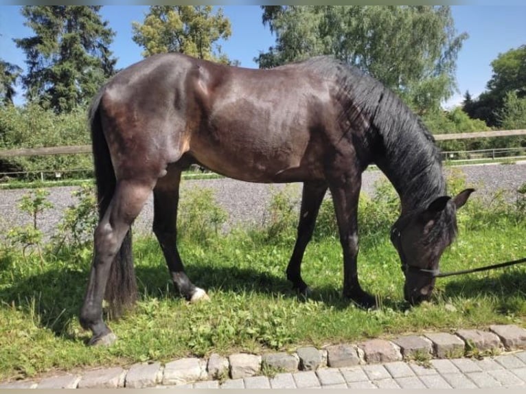 Poney New Forest Hongre 15 Ans 147 cm Bai brun in Memmingen