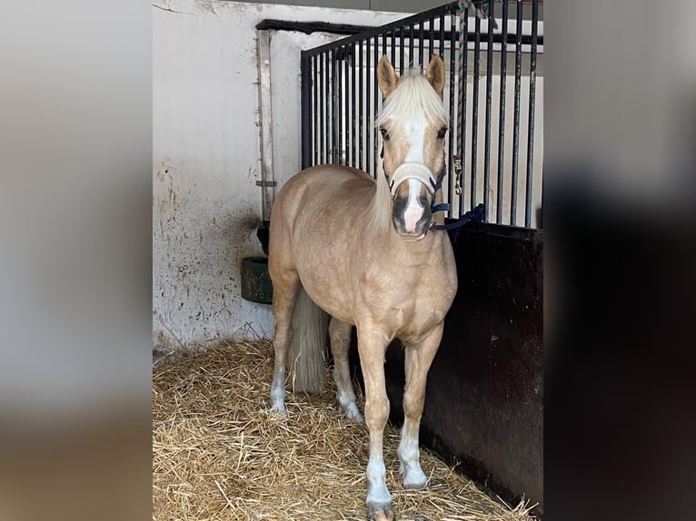 Poney New Forest Hongre 15 Ans 148 cm Palomino in Canach