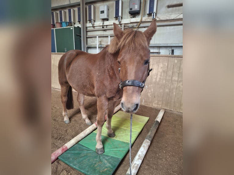 Poney New Forest Hongre 15 Ans 151 cm Alezan in Alerheim