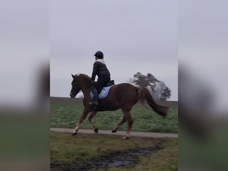 Poney New Forest Hongre 15 Ans 151 cm Alezan in Alerheim