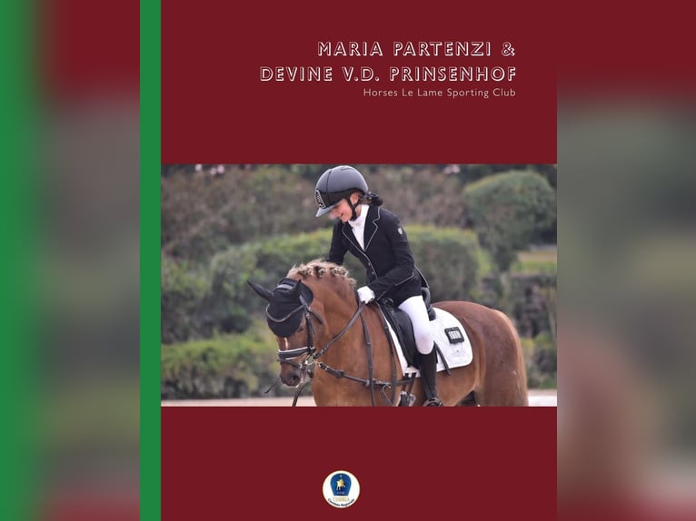 Poney New Forest Hongre 16 Ans 134 cm in Sansepolcro