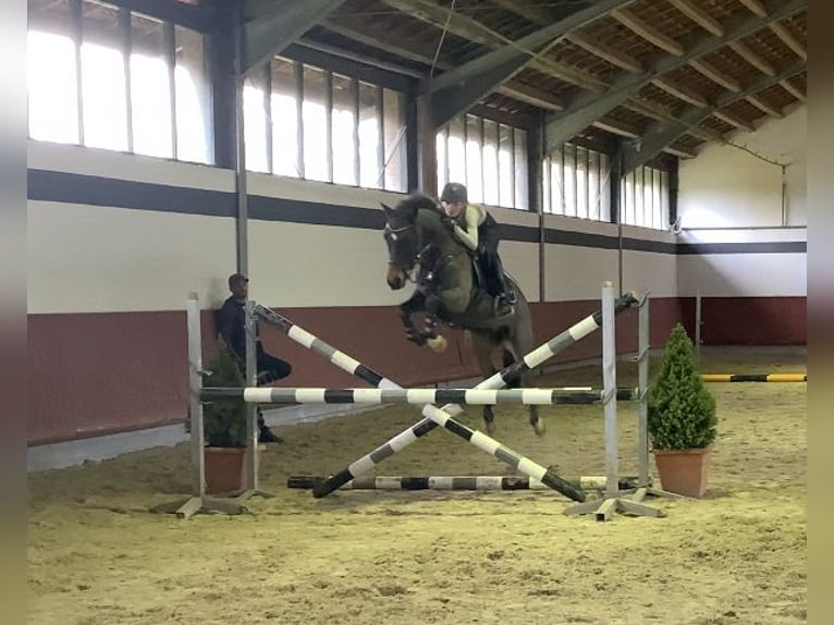 Poney New Forest Hongre 16 Ans 145 cm Bai in Willich