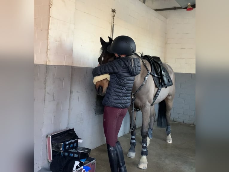 Poney New Forest Hongre 16 Ans 145 cm Bai in Willich