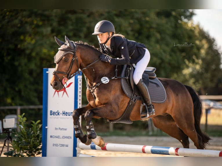 Poney New Forest Hongre 16 Ans 145 cm Bai in Willich