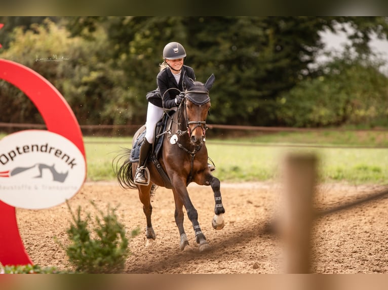 Poney New Forest Hongre 16 Ans 145 cm Bai in Willich