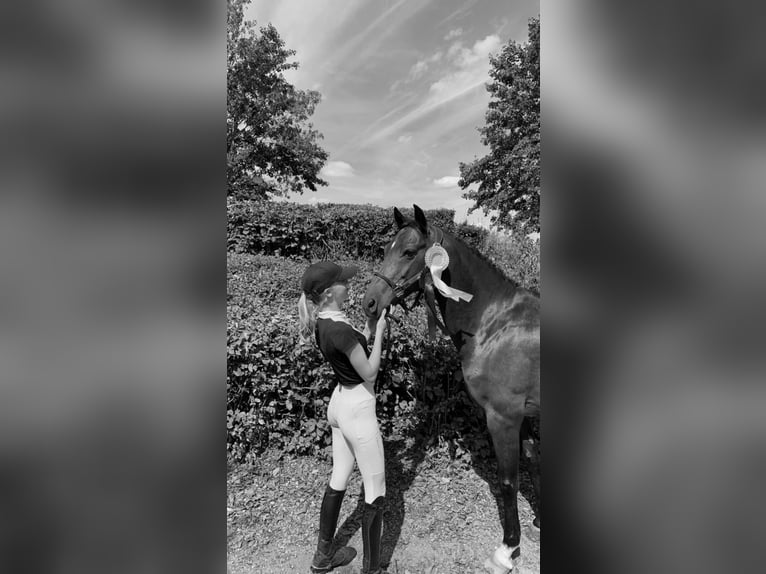 Poney New Forest Hongre 16 Ans 145 cm Bai in Willich