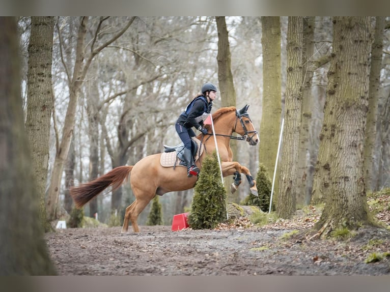 Poney New Forest Hongre 17 Ans 144 cm Alezan in Wouwse Plantage