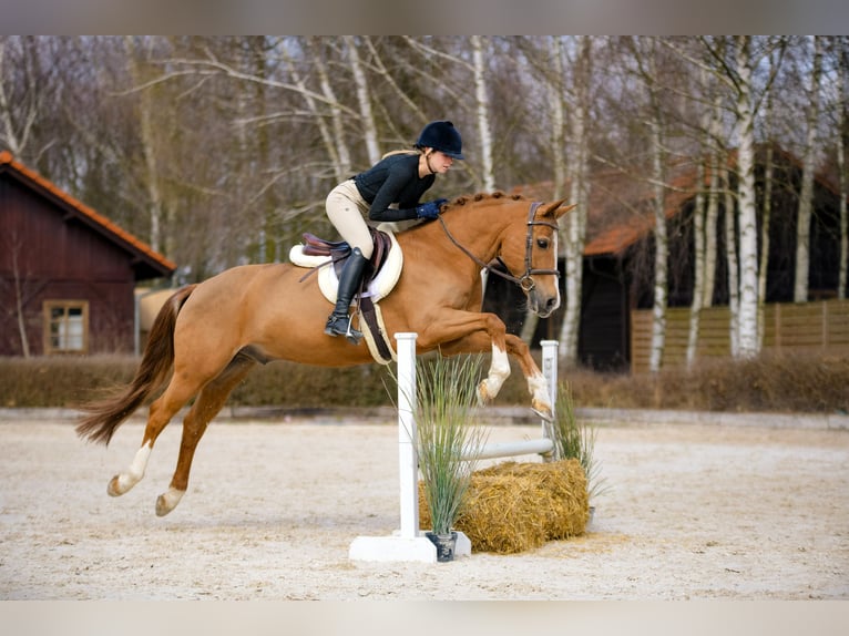 Poney New Forest Hongre 17 Ans 147 cm Alezan in Kicin