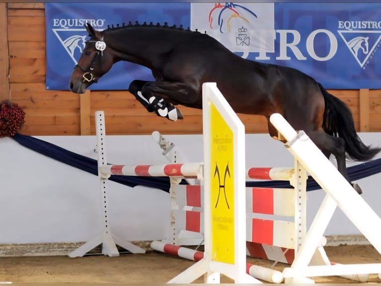 Poney New Forest Hongre 17 Ans 147 cm Bai in Plön