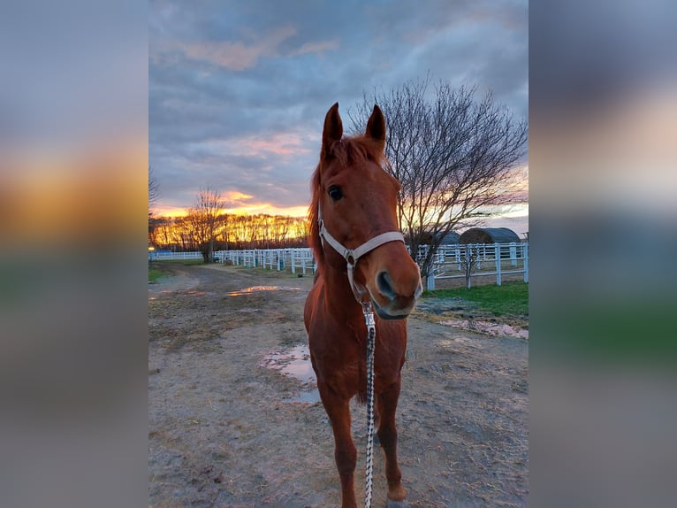 Poney New Forest Croisé Hongre 17 Ans 148 cm Alezan in Ebenfurth