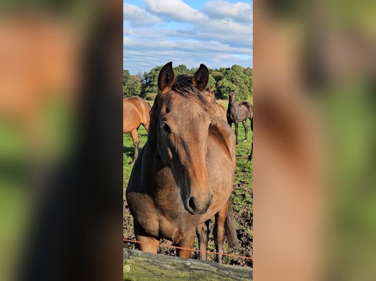 Poney New Forest Hongre 1 Année Bai brun in Basdahl