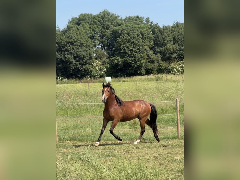 Poney New Forest Hongre 2 Ans 140 cm Bai in Ottersum