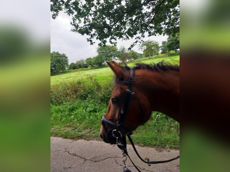 Poney New Forest Hongre 3 Ans 135 cm Bai brun in Ahrenviöl