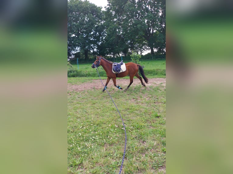 Poney New Forest Hongre 3 Ans 135 cm Bai brun in Ahrenviöl