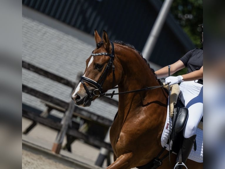 Poney New Forest Hongre 3 Ans 144 cm Bai clair in Sint agatha