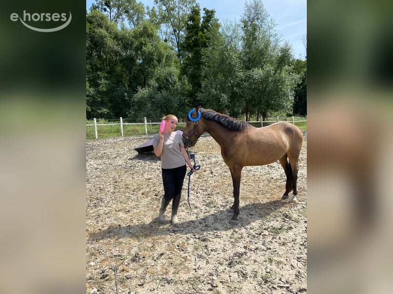 Poney New Forest Hongre 3 Ans 144 cm Buckskin in Heerlen