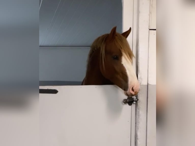 Poney New Forest Hongre 3 Ans 145 cm Alezan cuivré in Göteborh