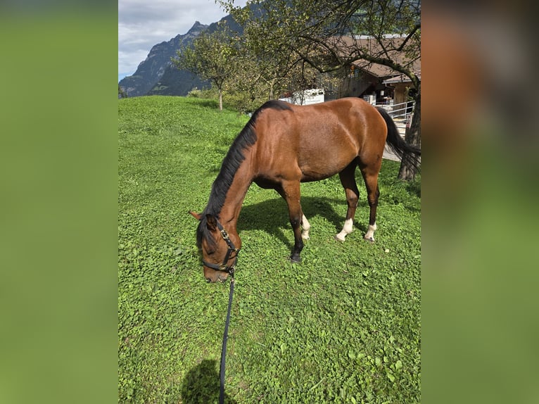 Poney New Forest Hongre 3 Ans 145 cm Bai in Attinghausen