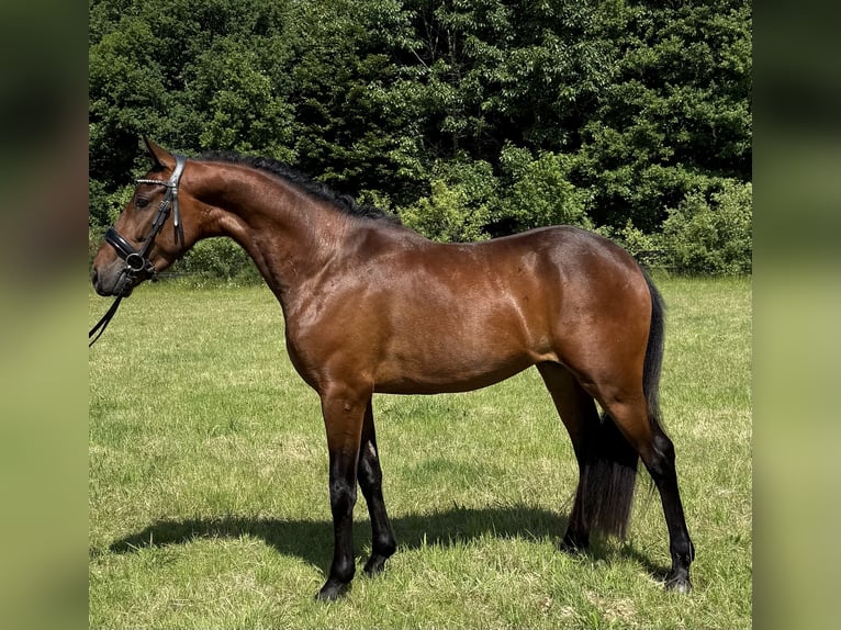 Poney New Forest Hongre 3 Ans 146 cm Bai in Heinzenbach
