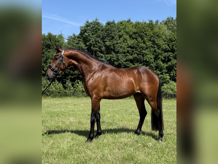 Poney New Forest Hongre 3 Ans 146 cm Bai in Heinzenbach