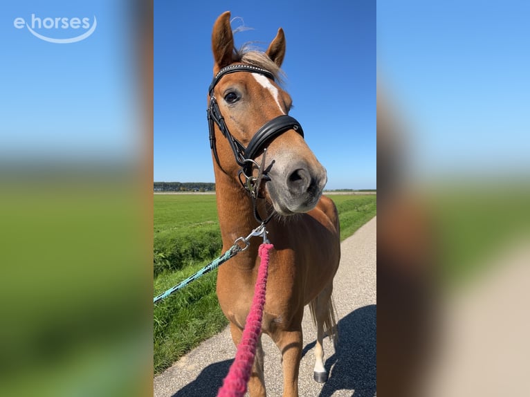 Poney New Forest Hongre 3 Ans 150 cm Alezan in Biervliet