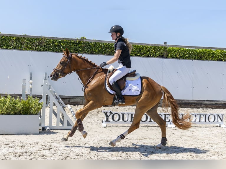 Poney New Forest Hongre 3 Ans 152 cm Alezan in Waddinxveen