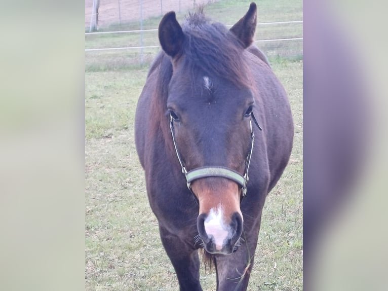 Poney New Forest Hongre 4 Ans 143 cm Bai brun in Toppenstedt