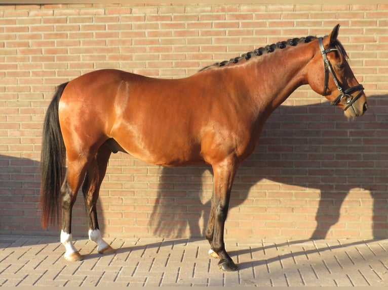 Poney New Forest Hongre 4 Ans 144 cm Bai in Zeewolde