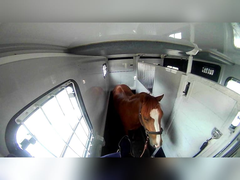 Poney New Forest Hongre 4 Ans 145 cm Alezan in Venlo
