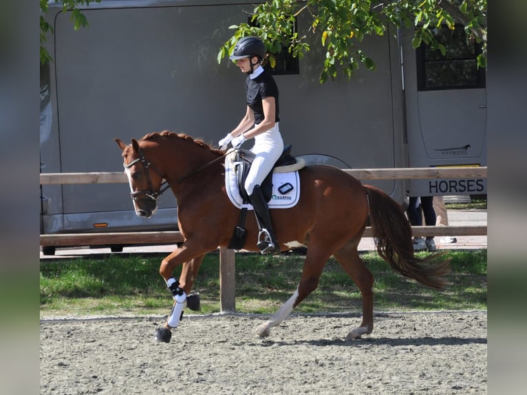 Poney New Forest Hongre 4 Ans 145 cm Alezan in Venlo